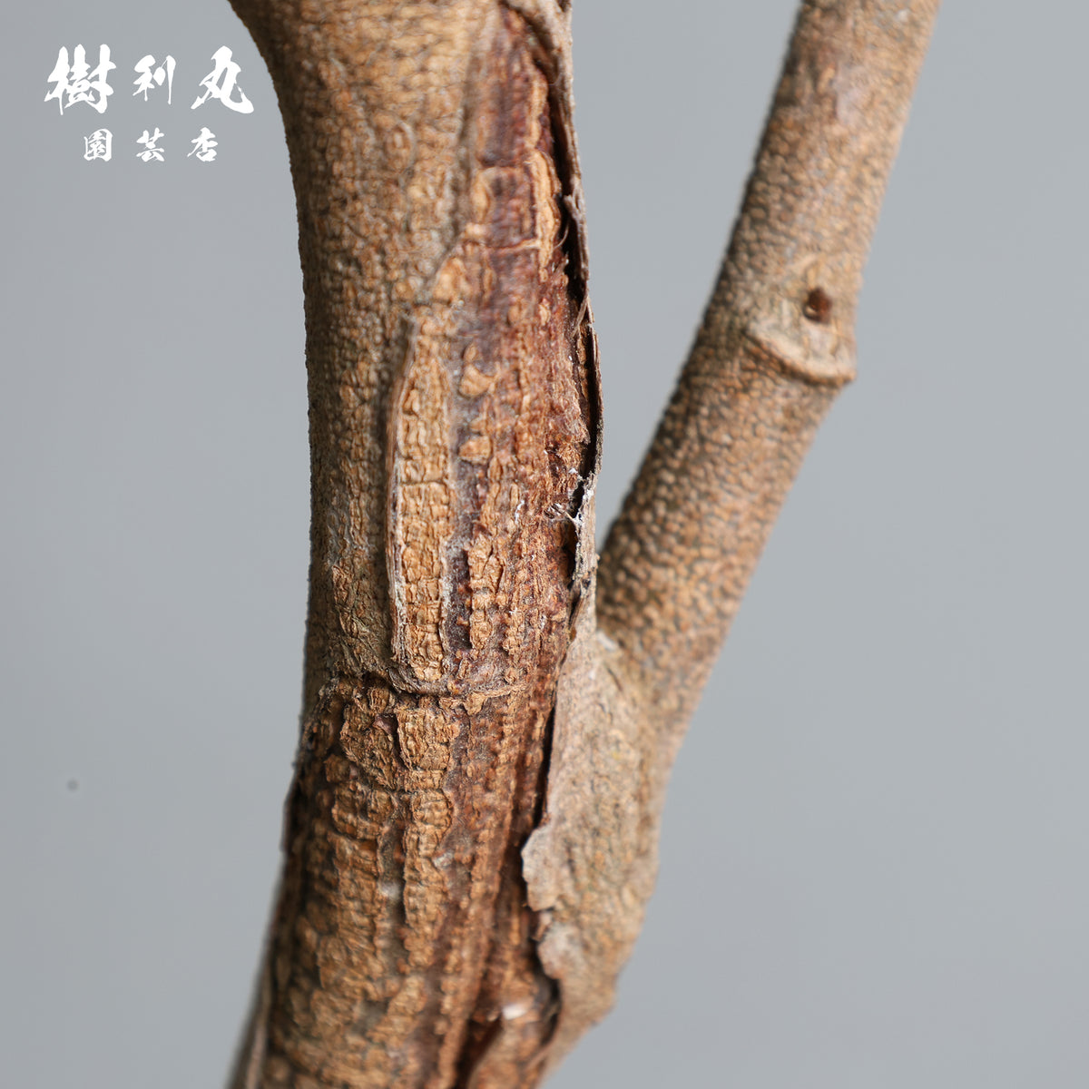 揺れても、折れぬ芯がある - エバーフレッシュ