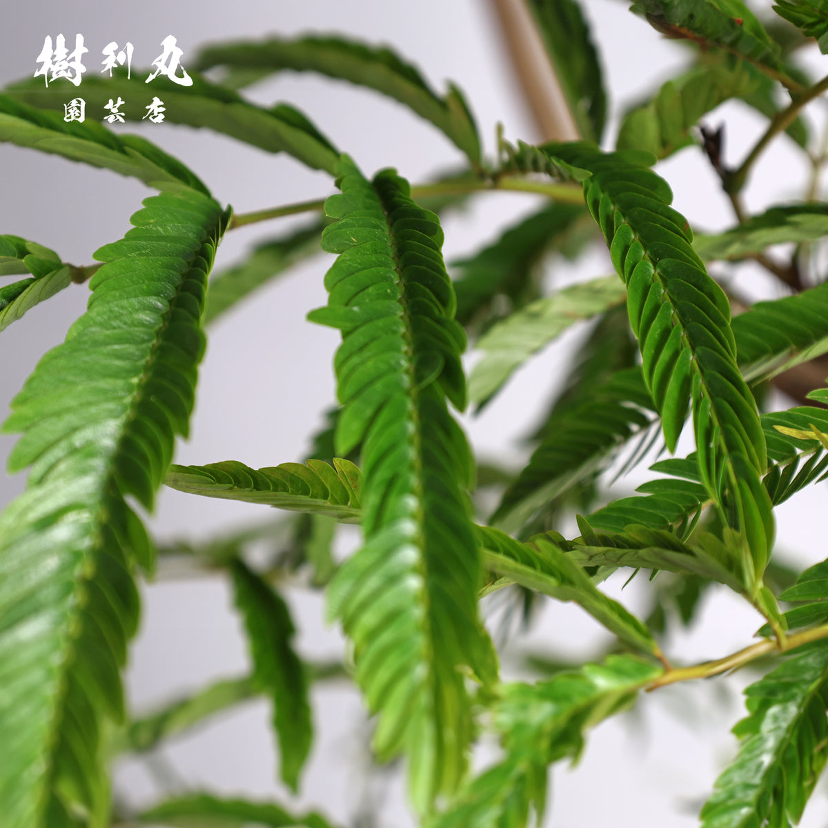 揺れても、折れぬ芯がある - エバーフレッシュ