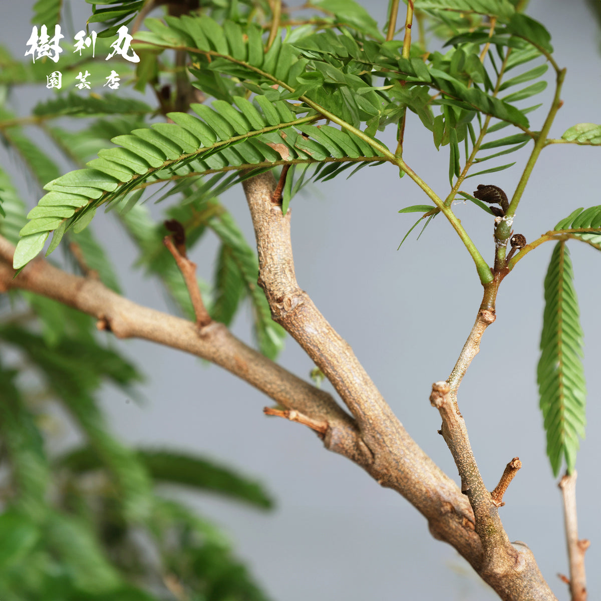 揺れても、折れぬ芯がある - エバーフレッシュ