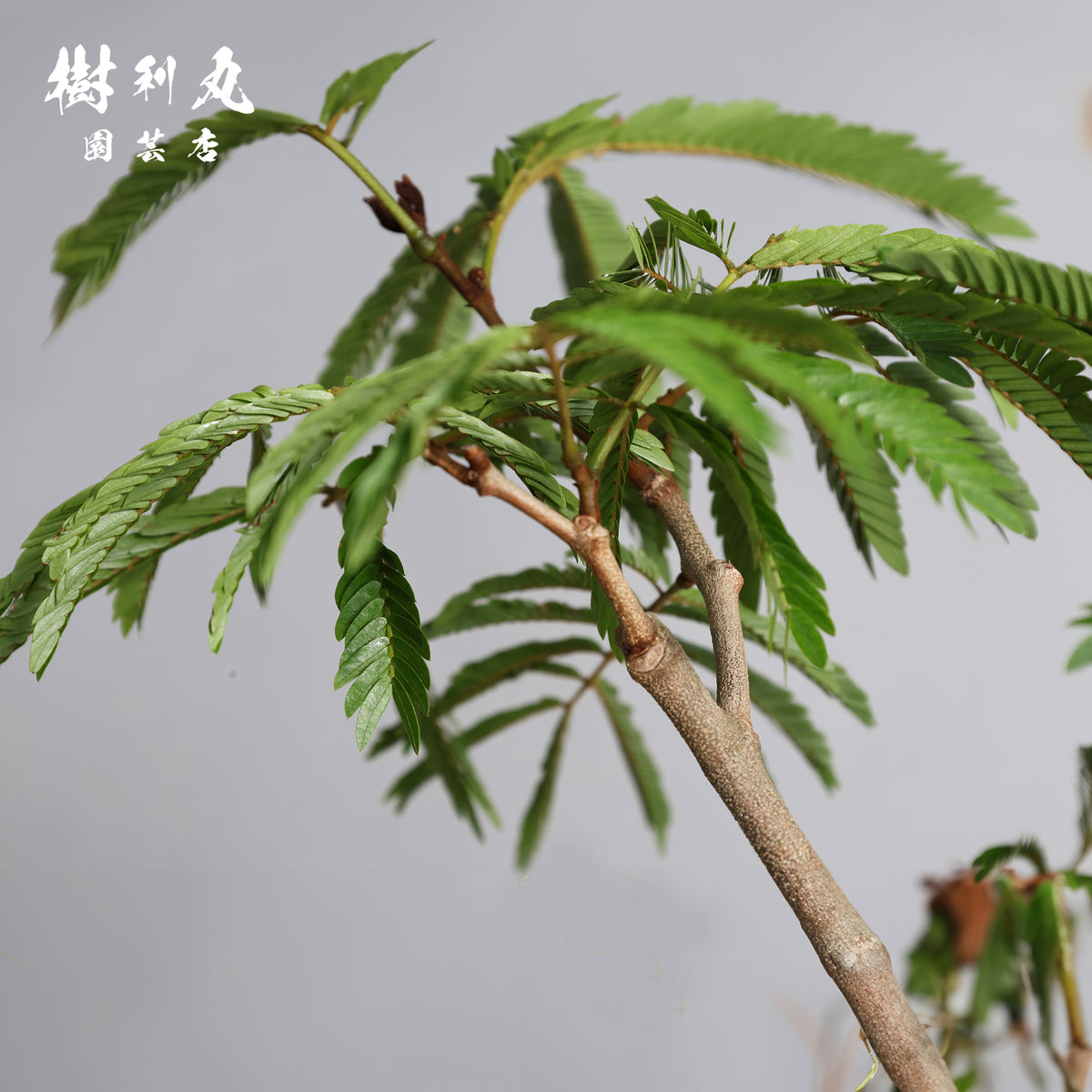 揺れても、折れぬ芯がある - エバーフレッシュ