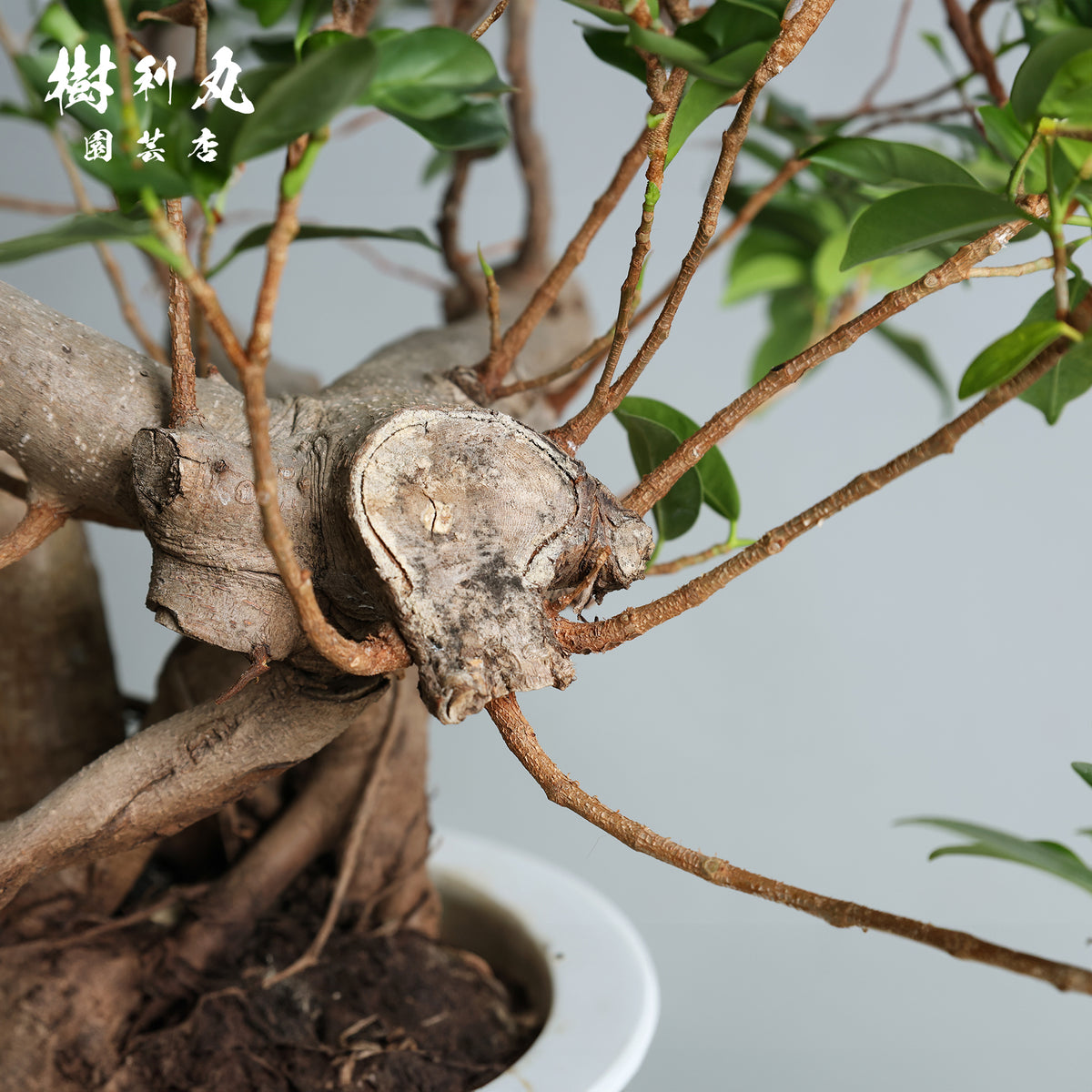 太き根に、自由な枝を- ガジュマル