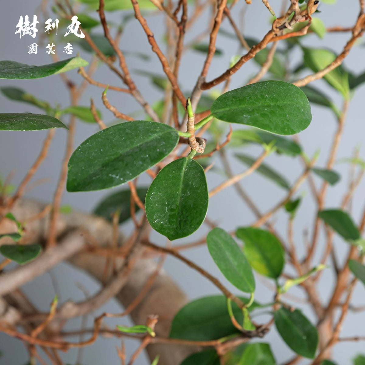 太き根に、自由な枝を- ガジュマル