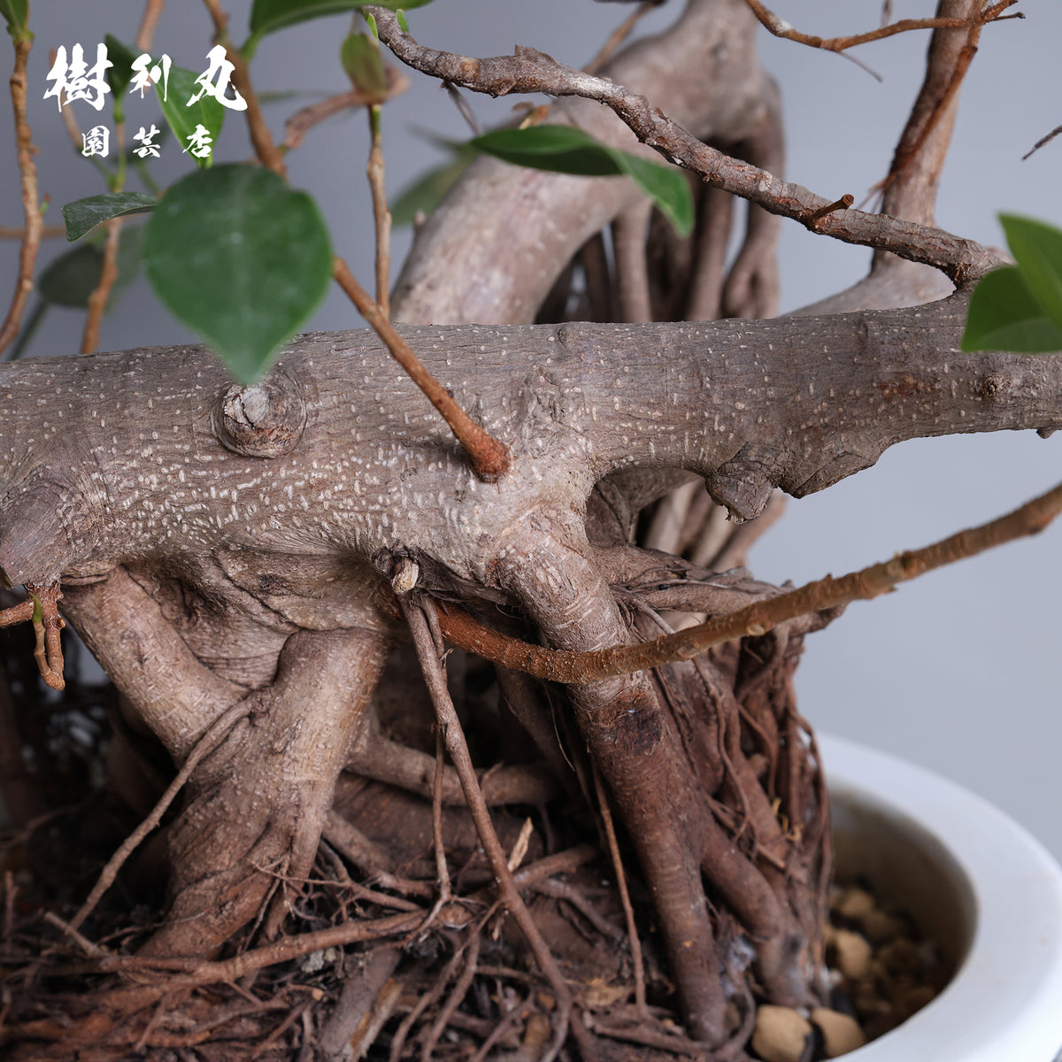 太き根に、自由な枝を- ガジュマル