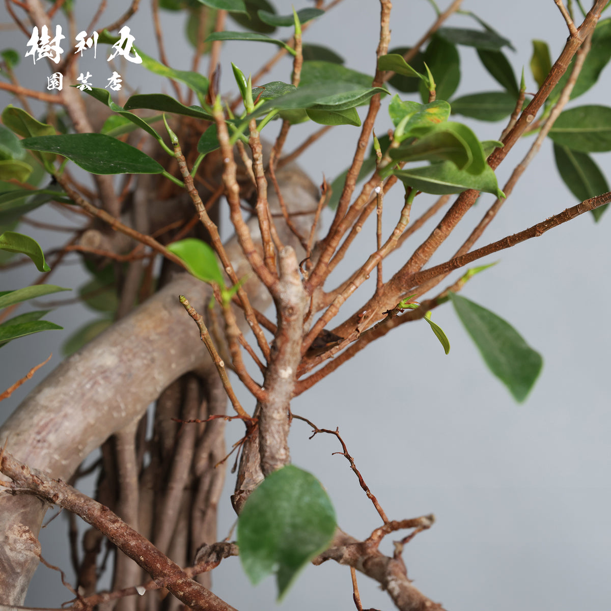 太き根に、自由な枝を- ガジュマル