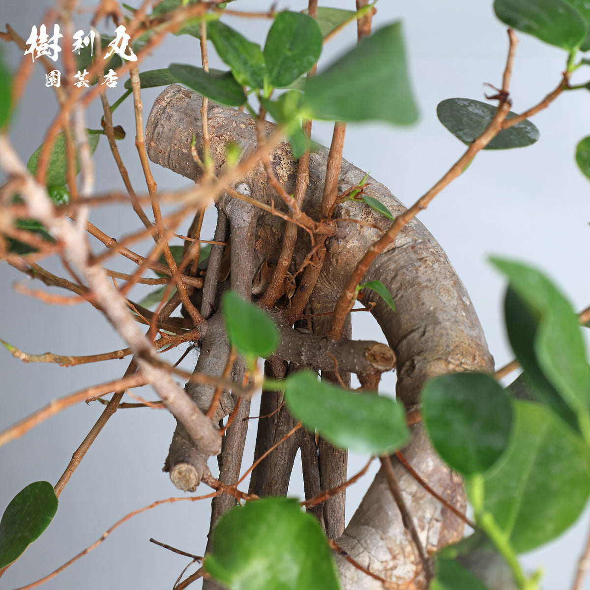 太き根に、自由な枝を- ガジュマル