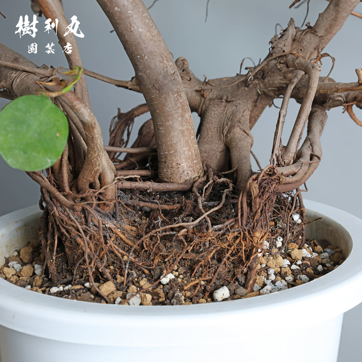 太き根に、自由な枝を- ガジュマル