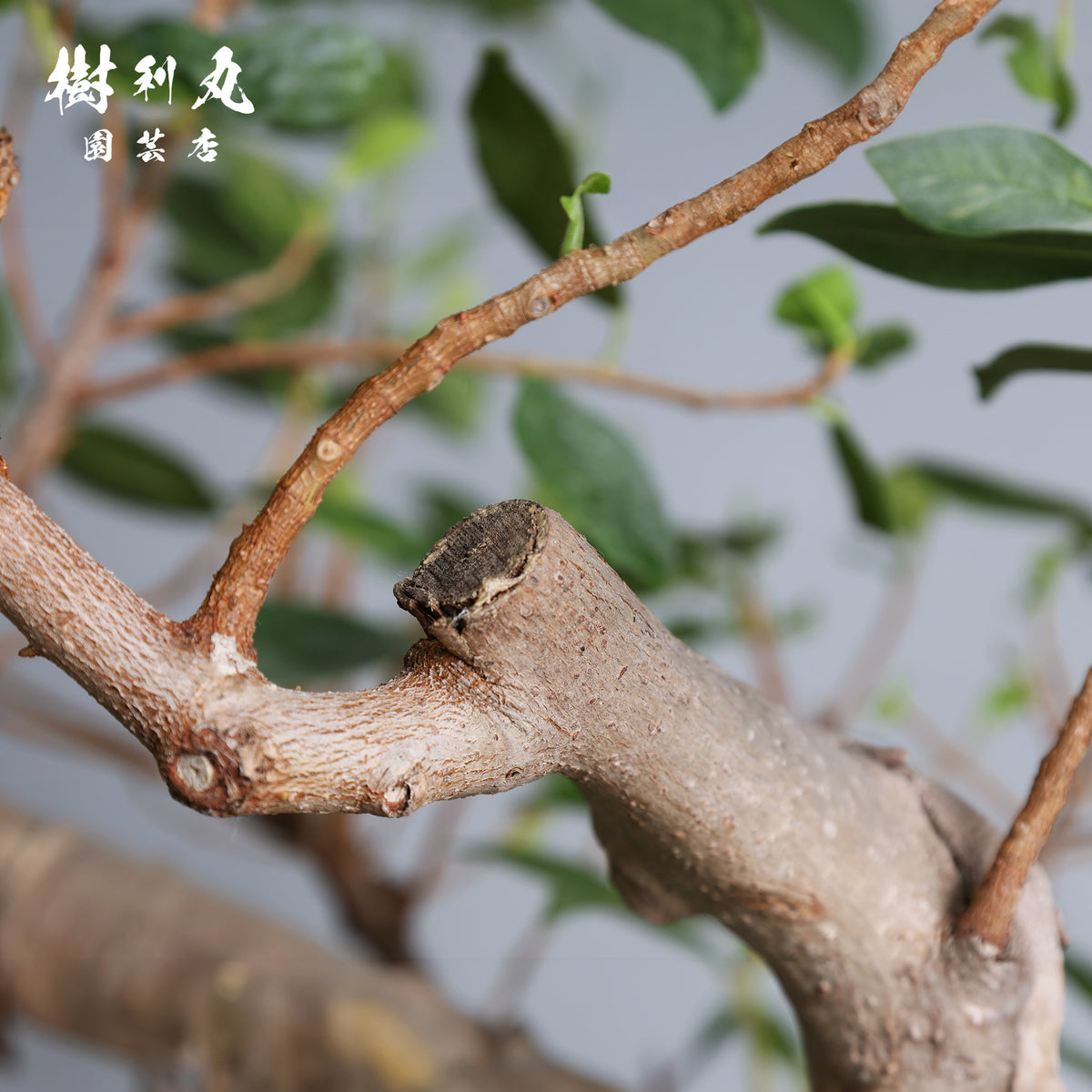 太き根に、自由な枝を- ガジュマル
