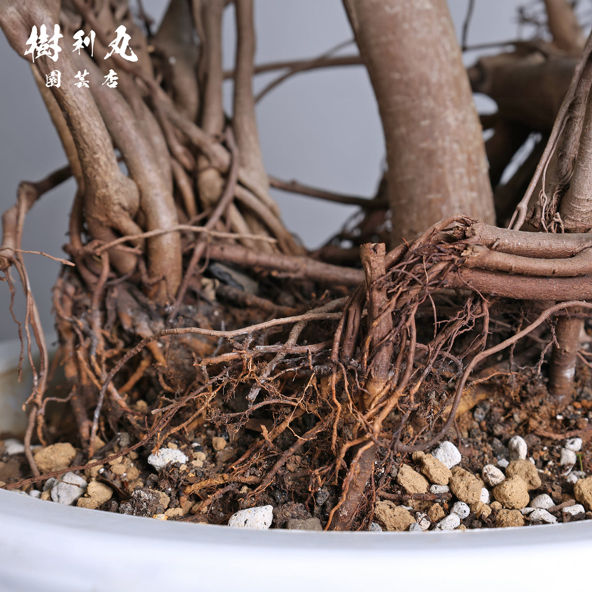 太き根に、自由な枝を- ガジュマル