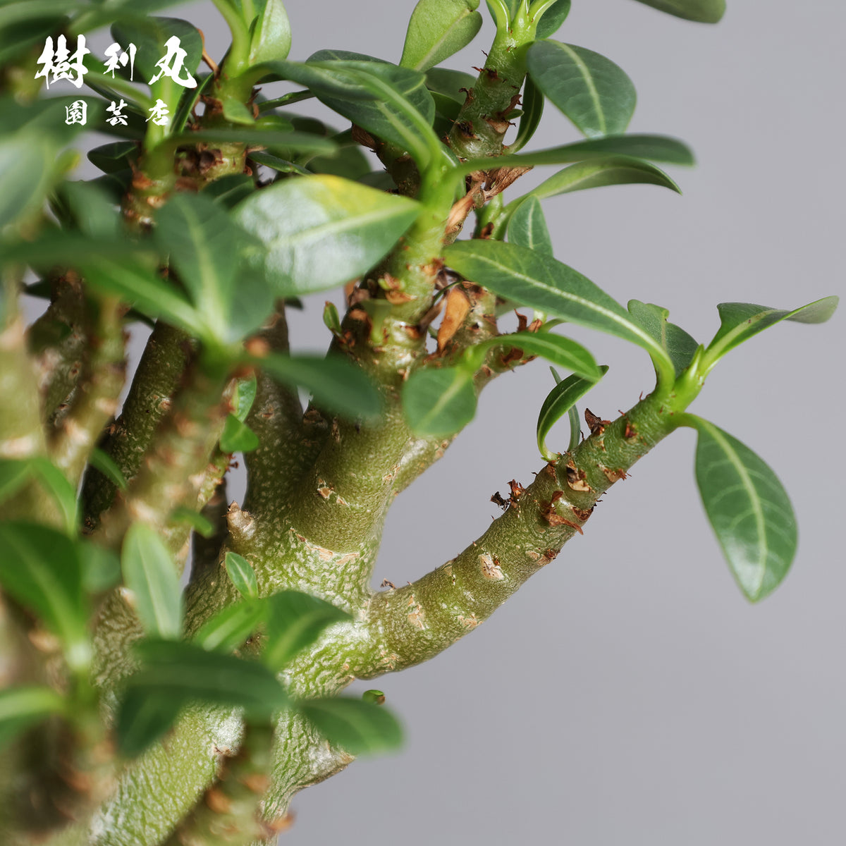 タフな根に、ひらめく青葉 -アデニウム