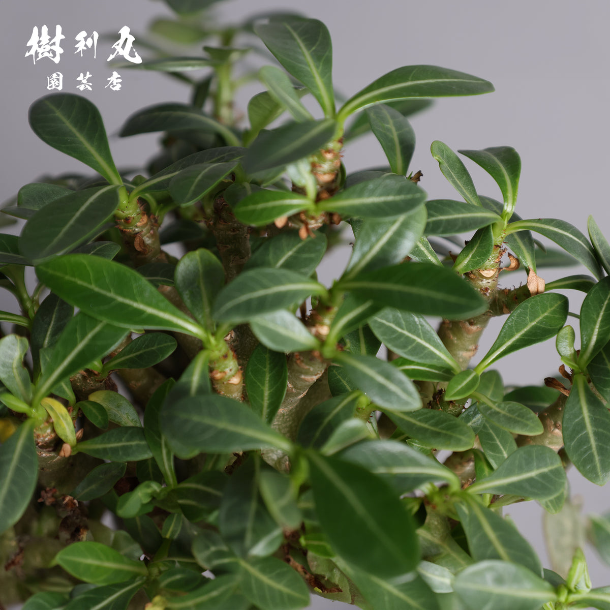 タフな根に、ひらめく青葉 -アデニウム