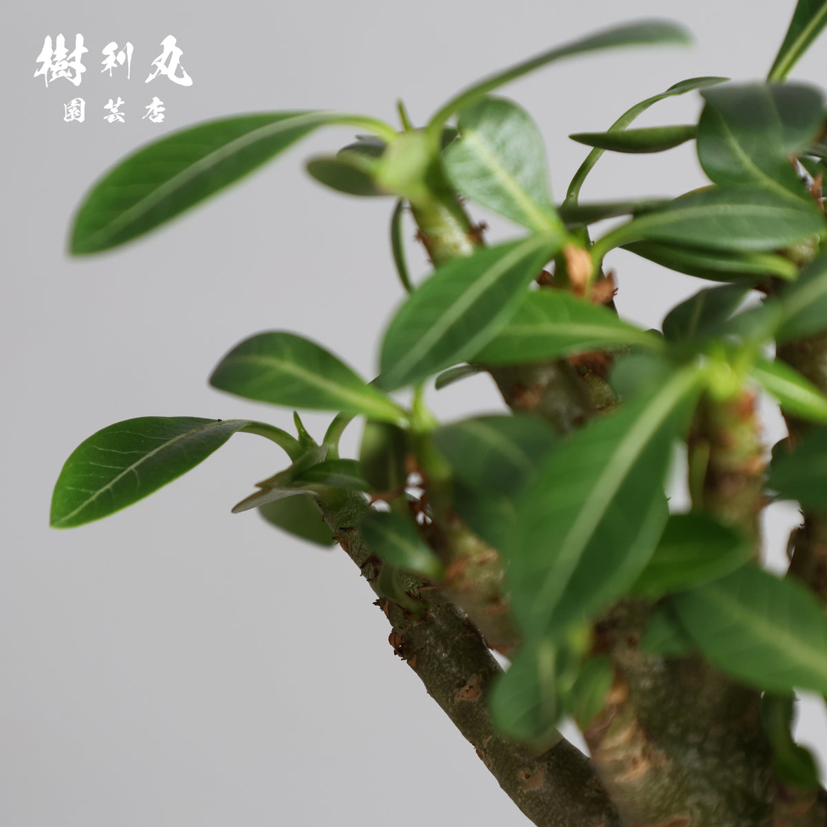 タフな根に、ひらめく青葉 -アデニウム