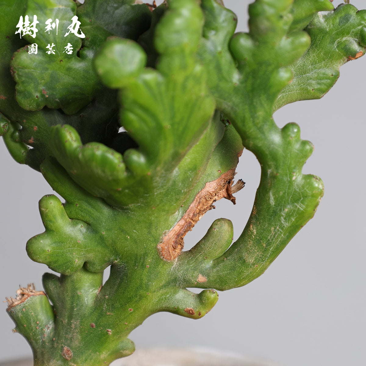 しなやかな軸で、強く伸びよ - ユーフォルビア