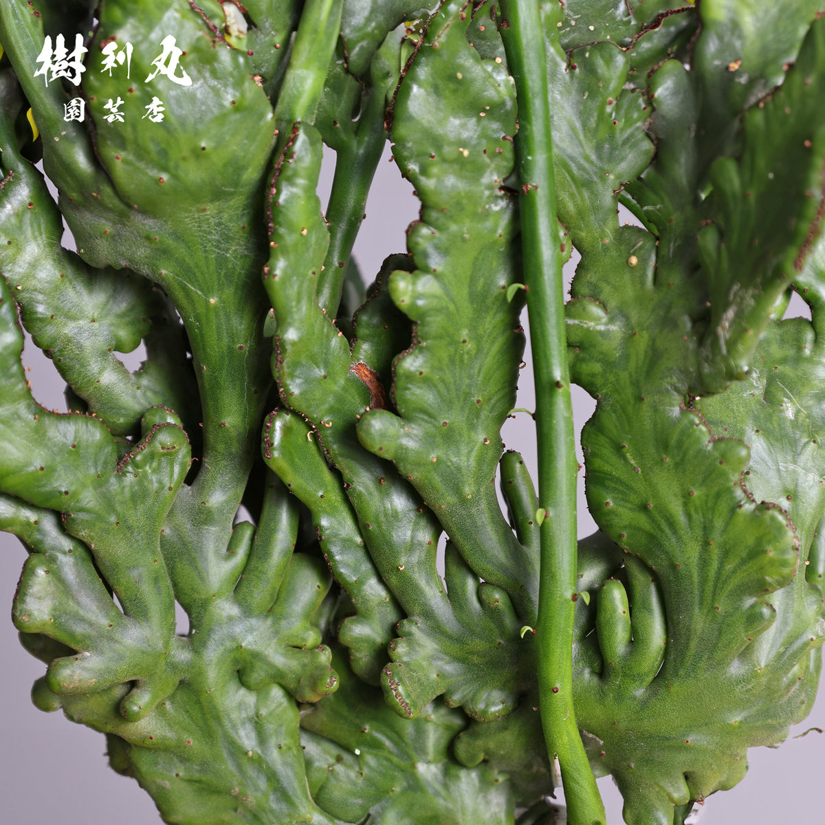 しなやかな軸で、強く伸びよ - ユーフォルビア