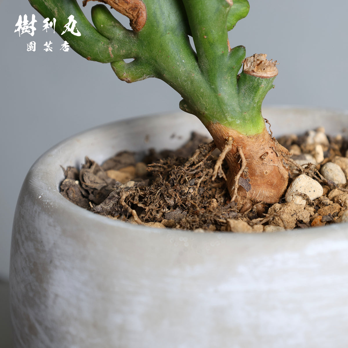 しなやかな軸で、強く伸びよ - ユーフォルビア