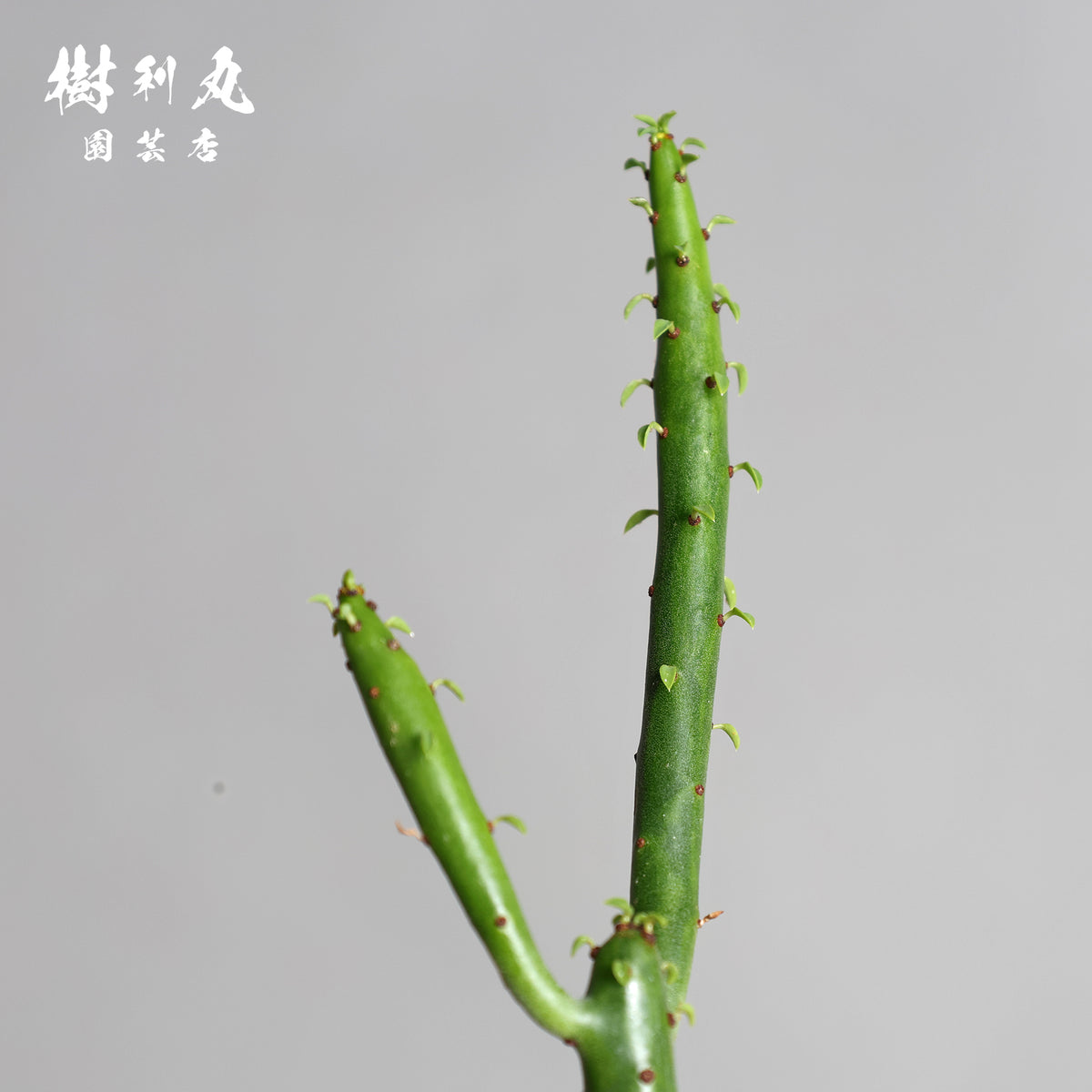 しなやかな軸で、強く伸びよ - ユーフォルビア
