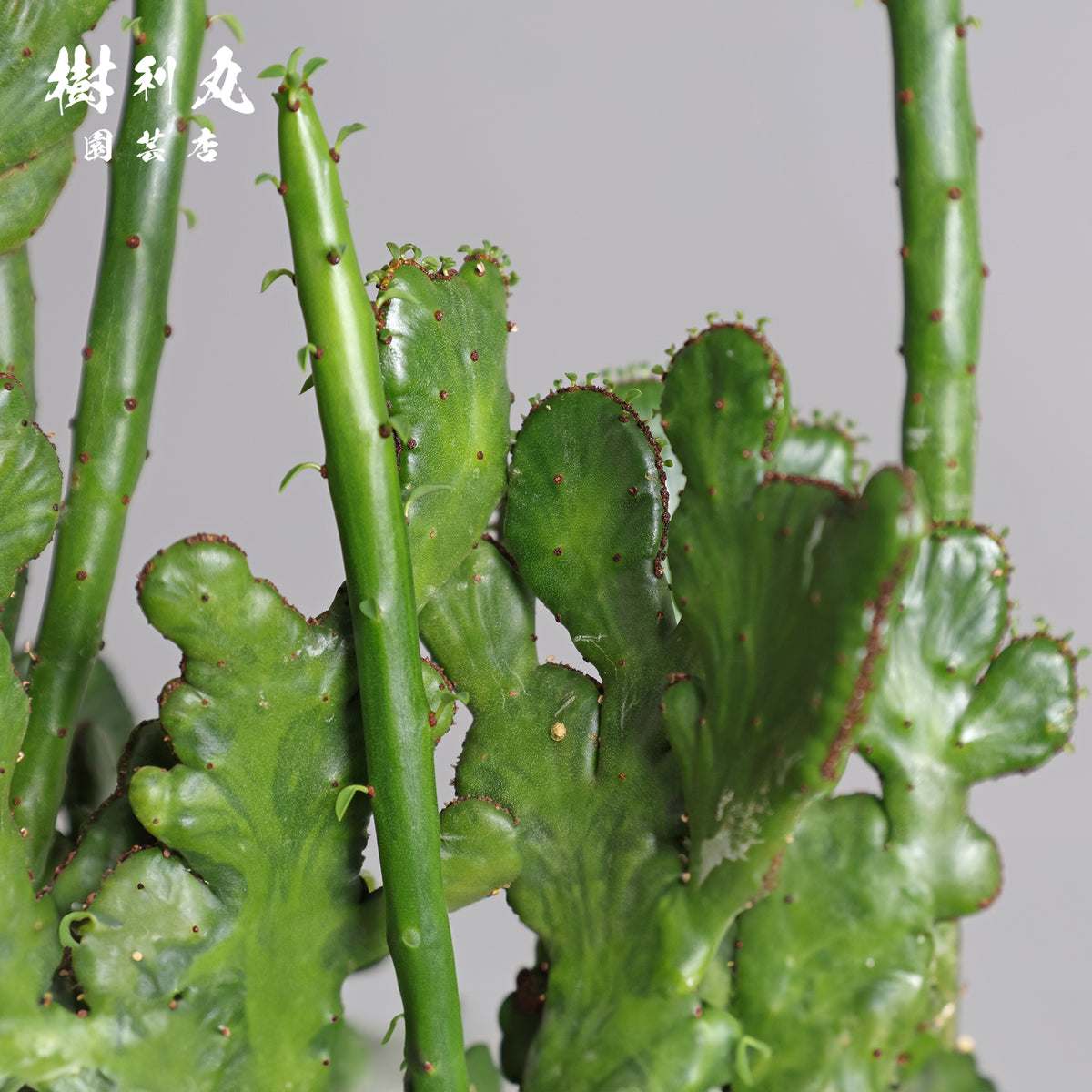 しなやかな軸で、強く伸びよ - ユーフォルビア