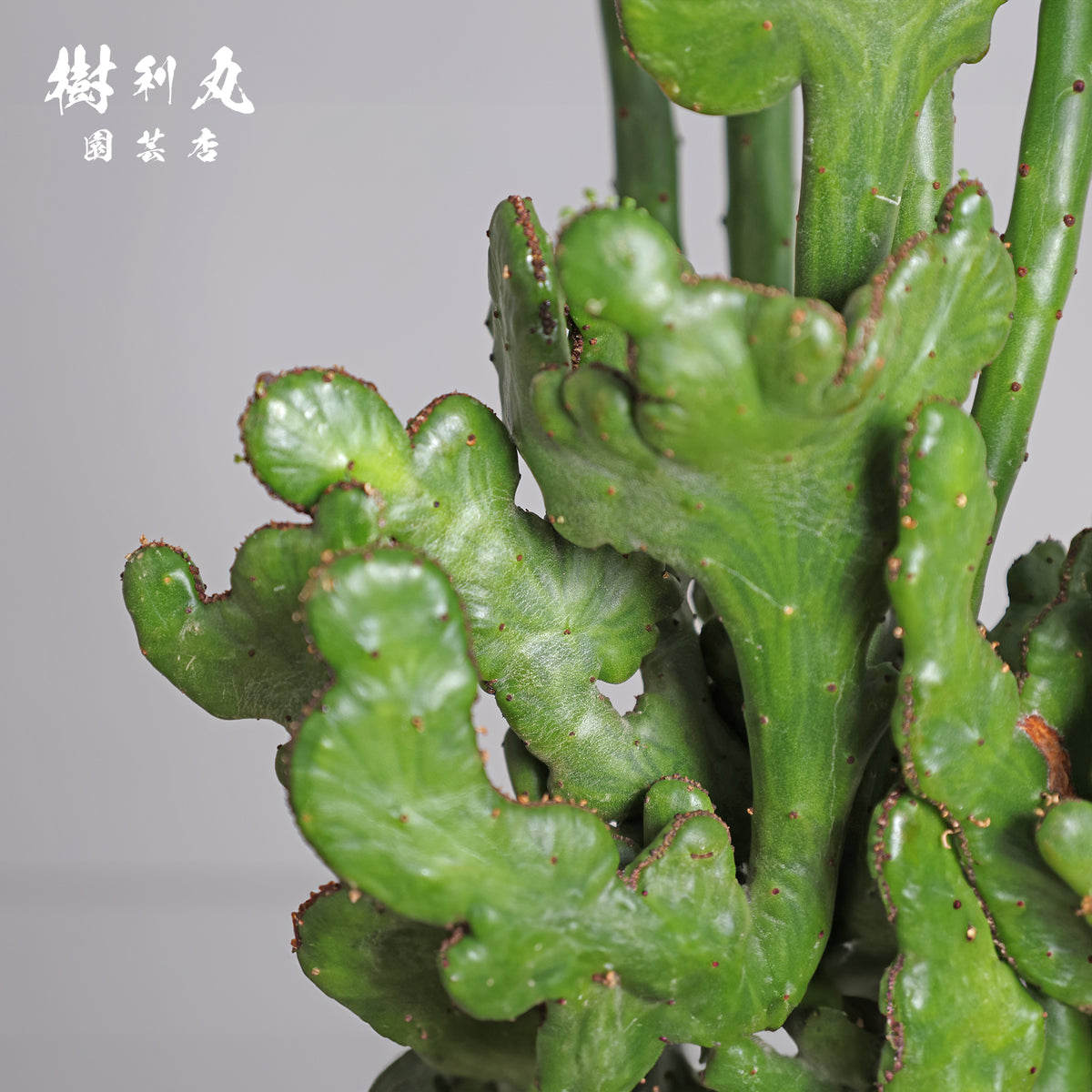 しなやかな軸で、強く伸びよ - ユーフォルビア