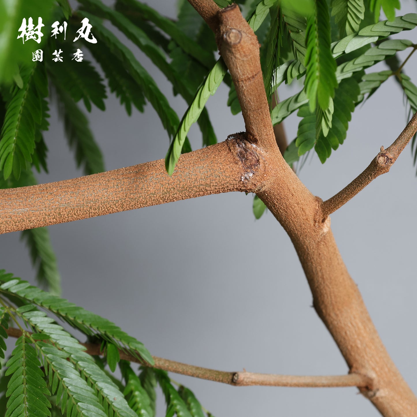 しなやかさは強さを超える - エバーフレッシュ