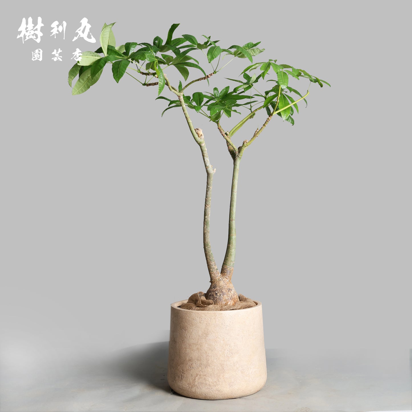 余力が未来を支える - パキラ