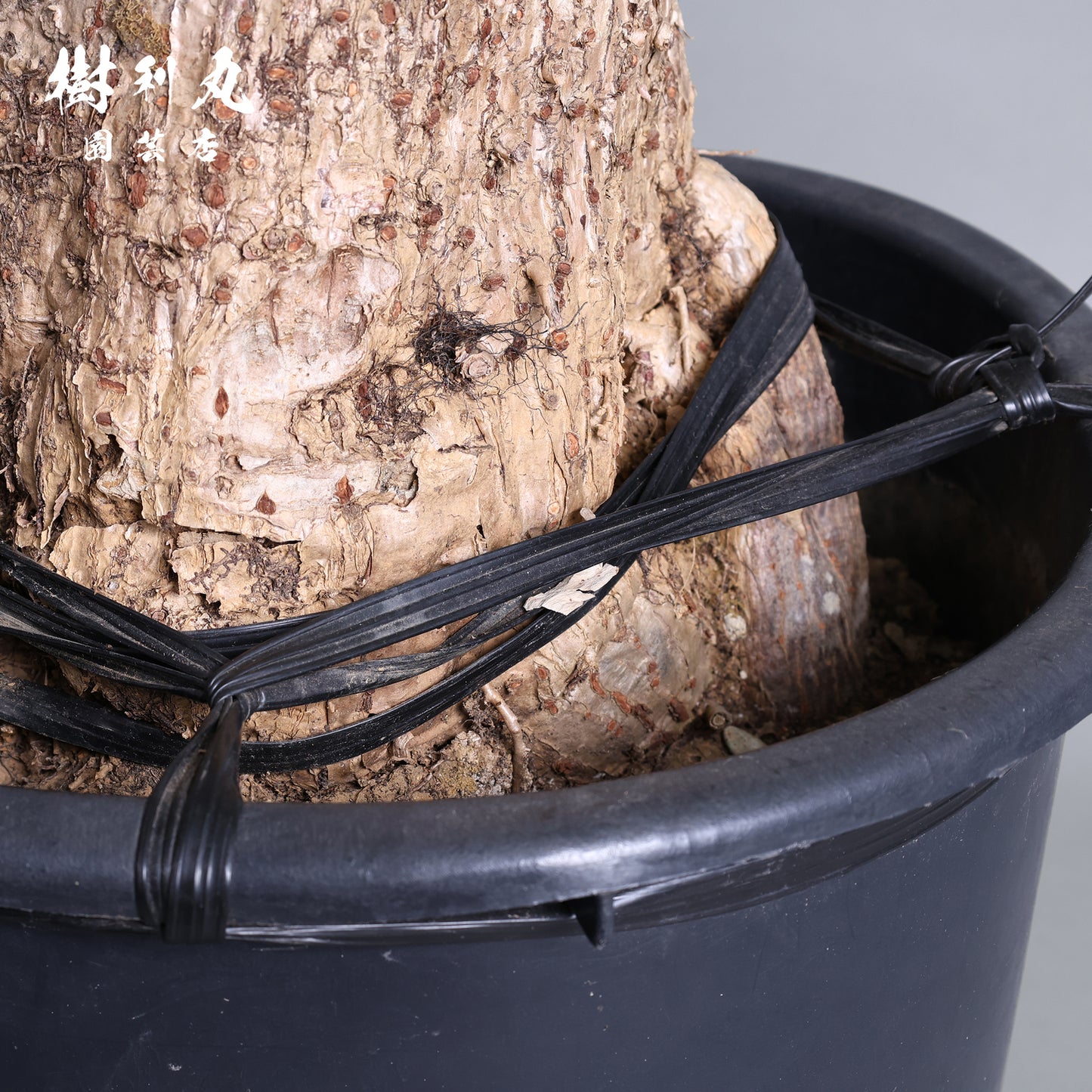 蓄えが、しなやかさを生む - パキラ