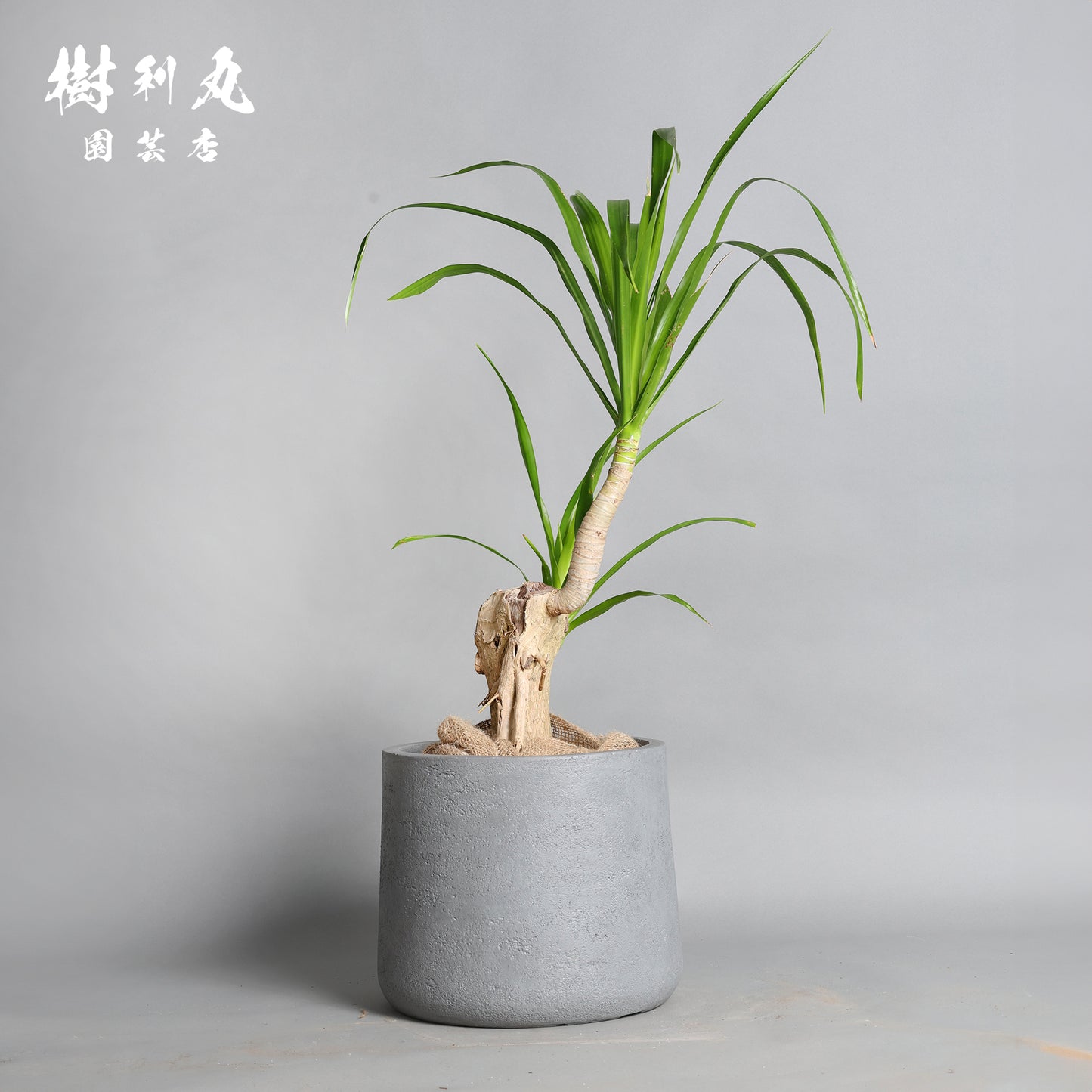 傷が、次の芽を生む- ドラセナ・パラオ