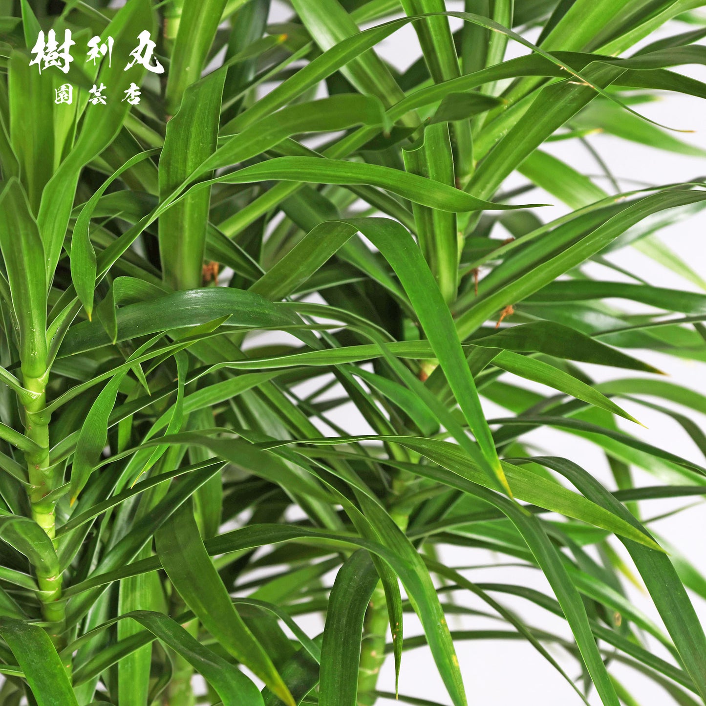 己のかたちで、立てばいい - ドラセナ