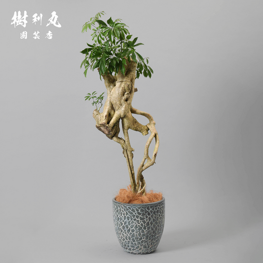 気根立ちシェフレラ　