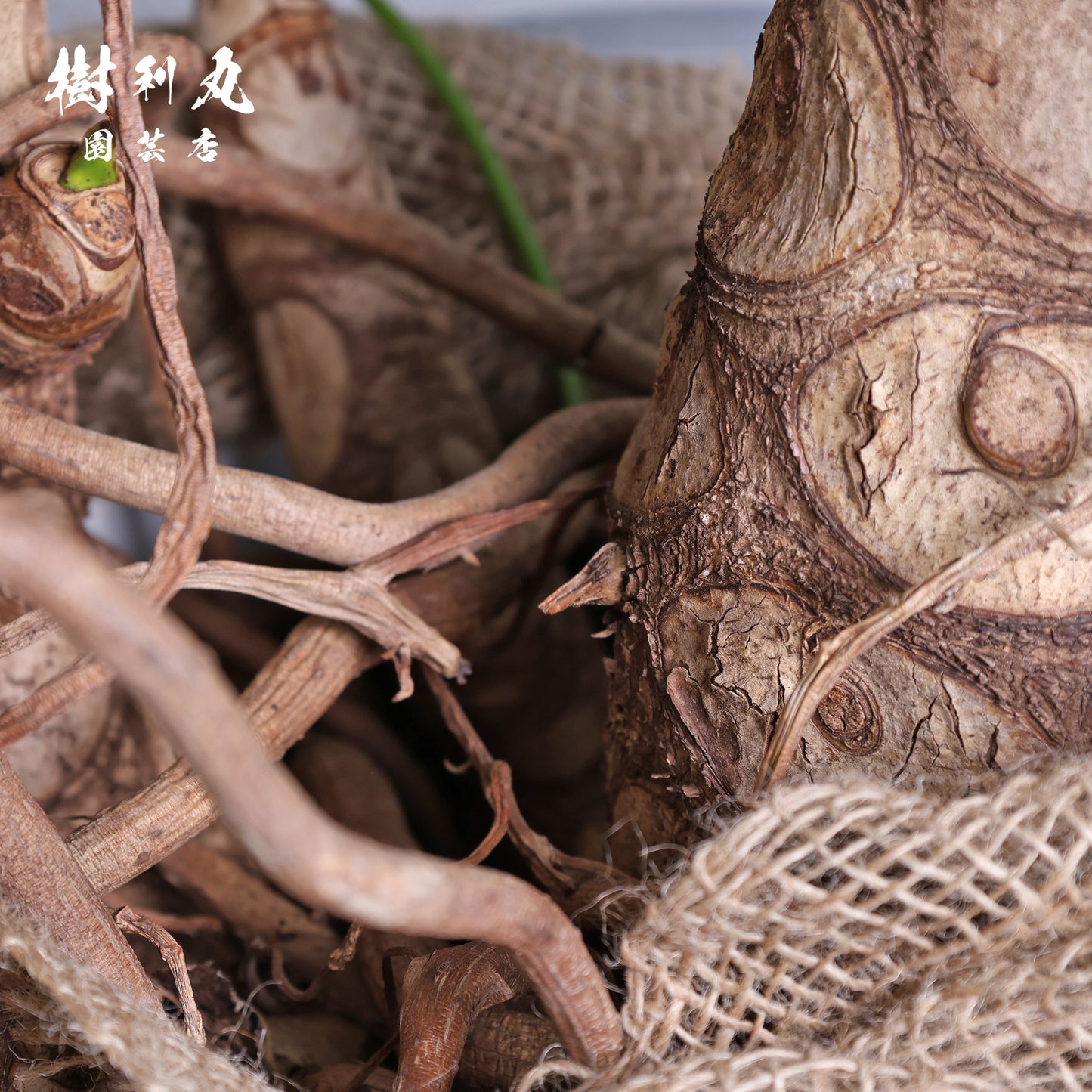 揺らがぬ土台から、広がる - セローム