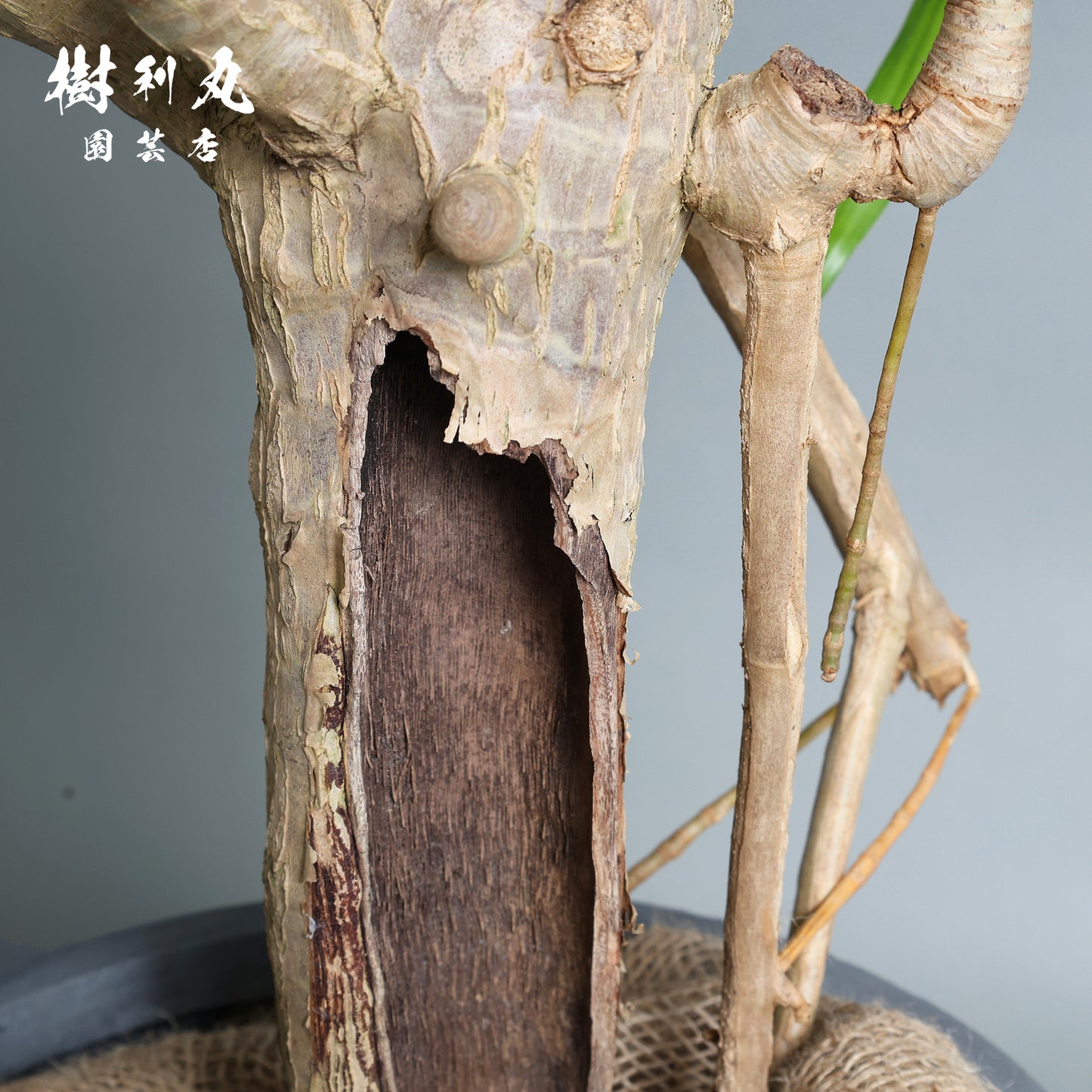 断ち切って、また芽吹く- ドラセナ・パラオ