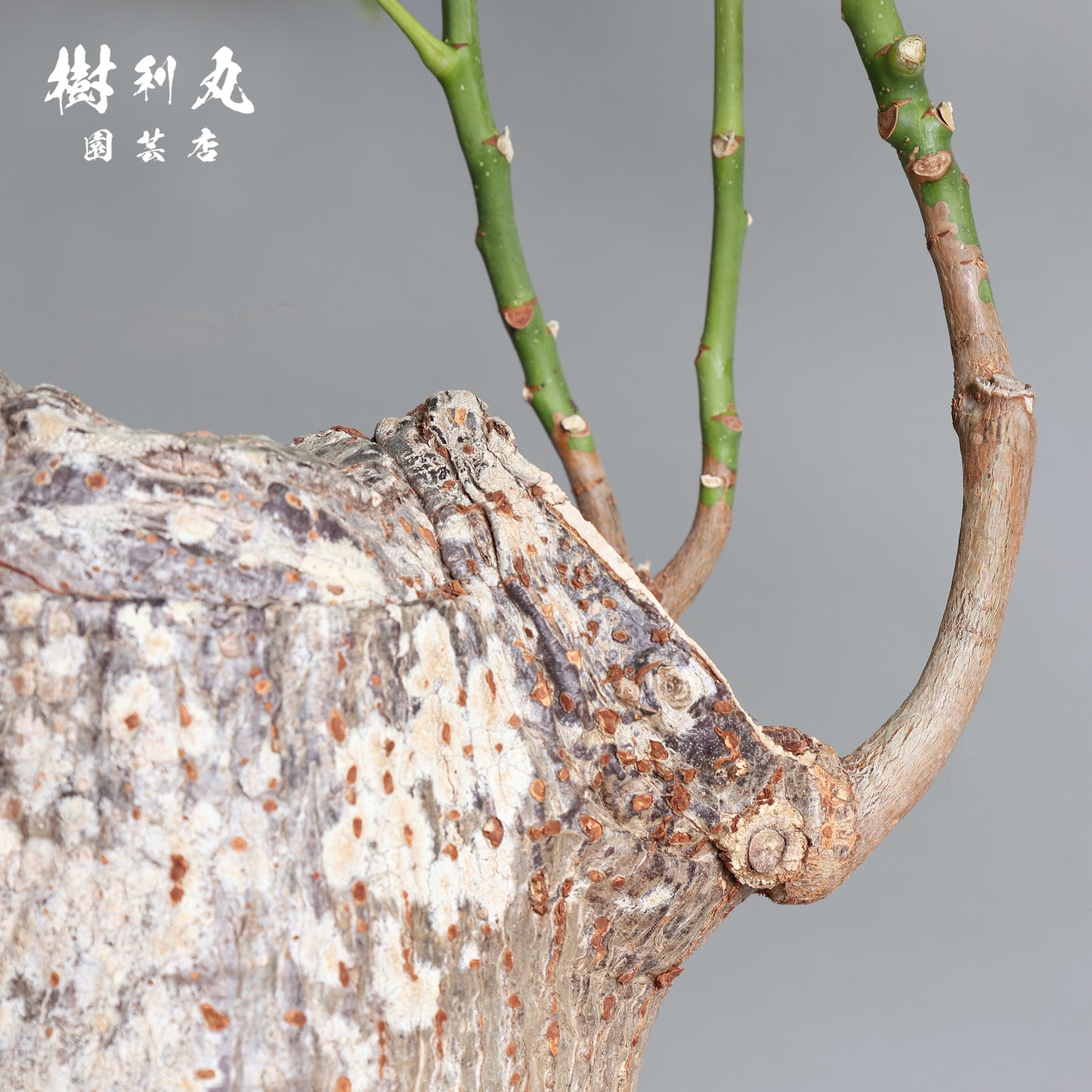 蓄えが、しなやかさを生む - パキラ