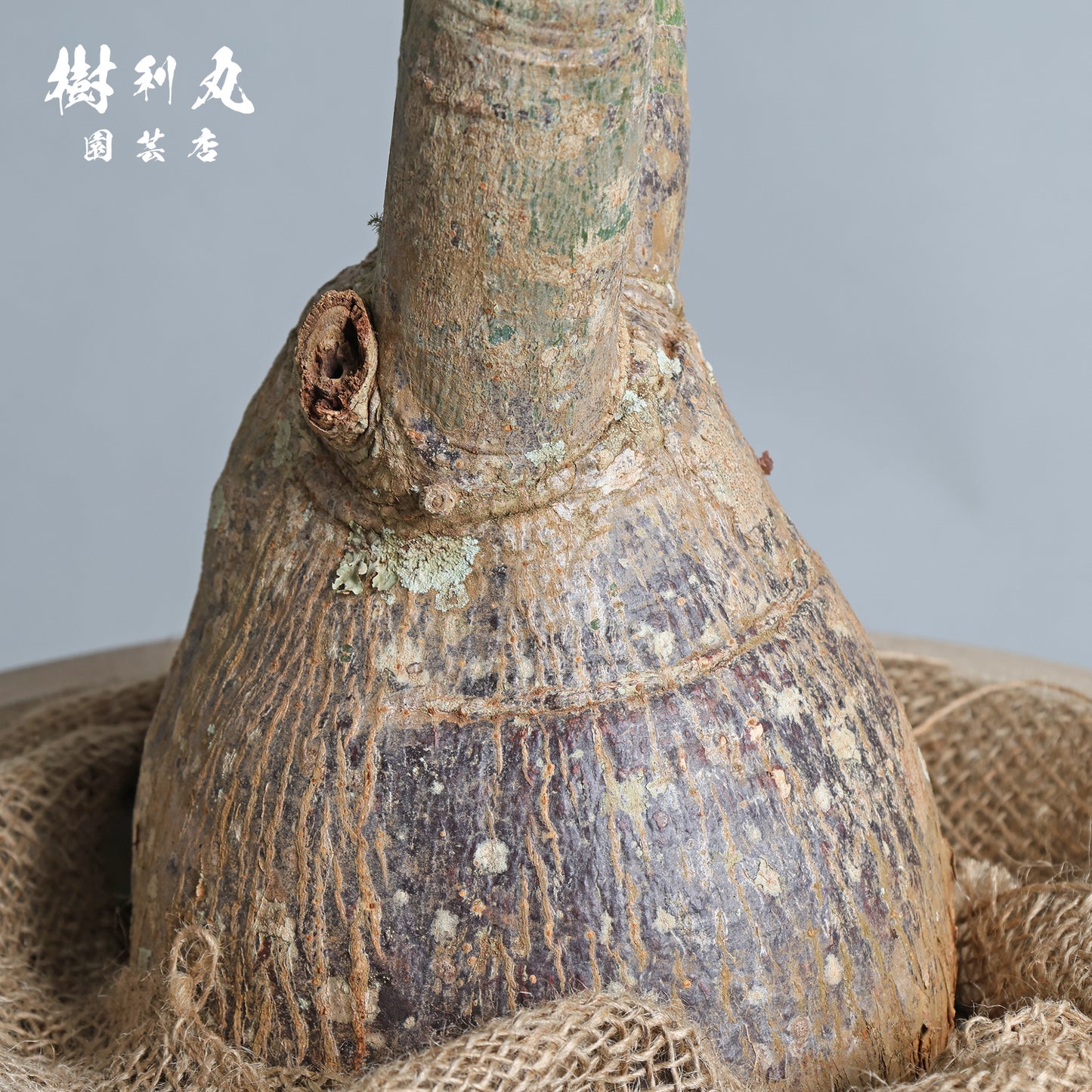 余力が未来を支える - パキラ