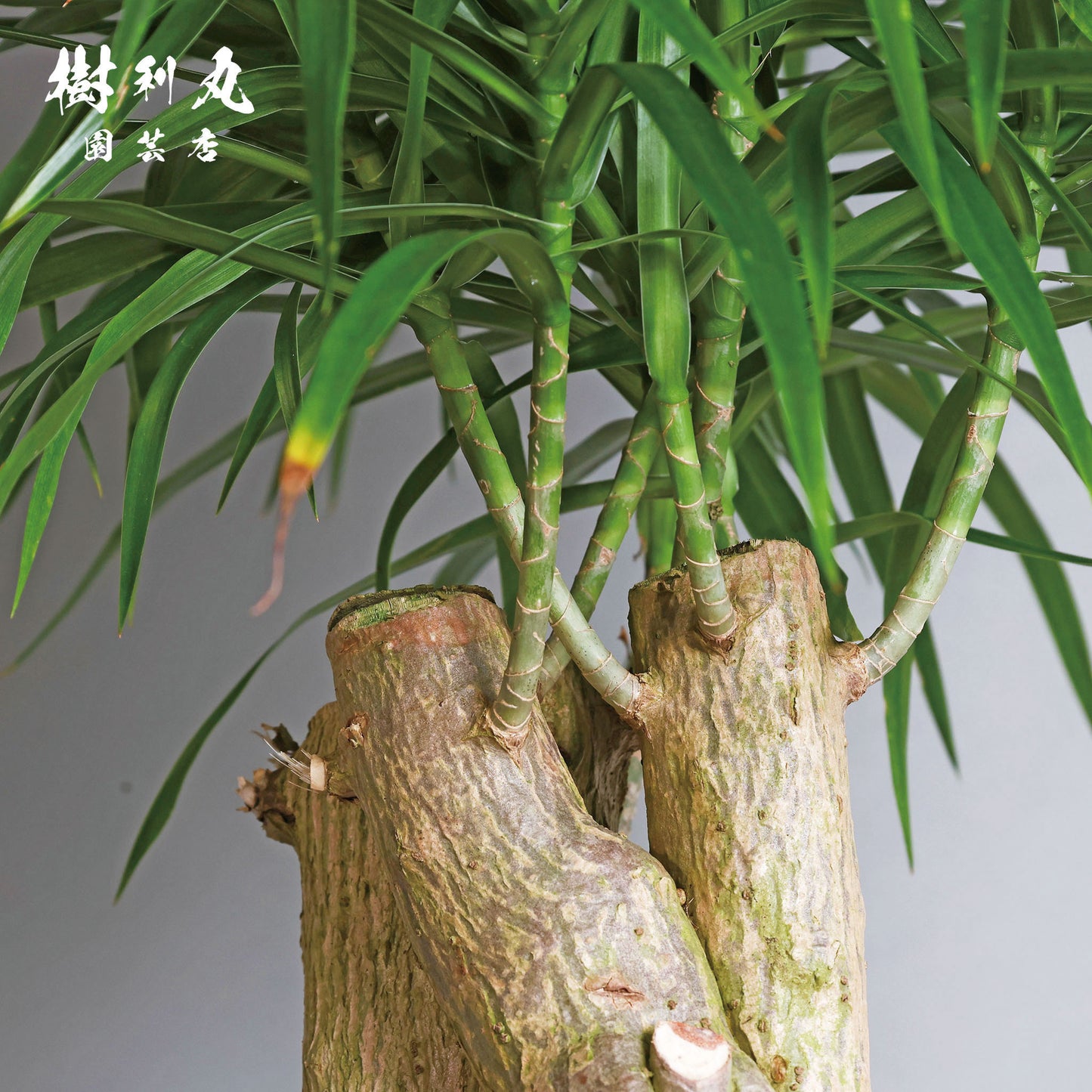 己のかたちで、立てばいい - ドラセナ