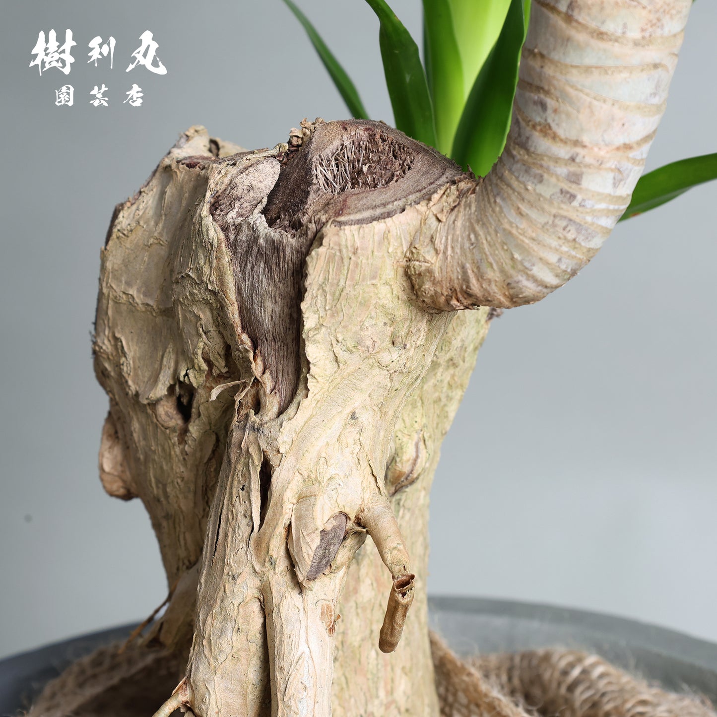 傷が、次の芽を生む- ドラセナ・パラオ