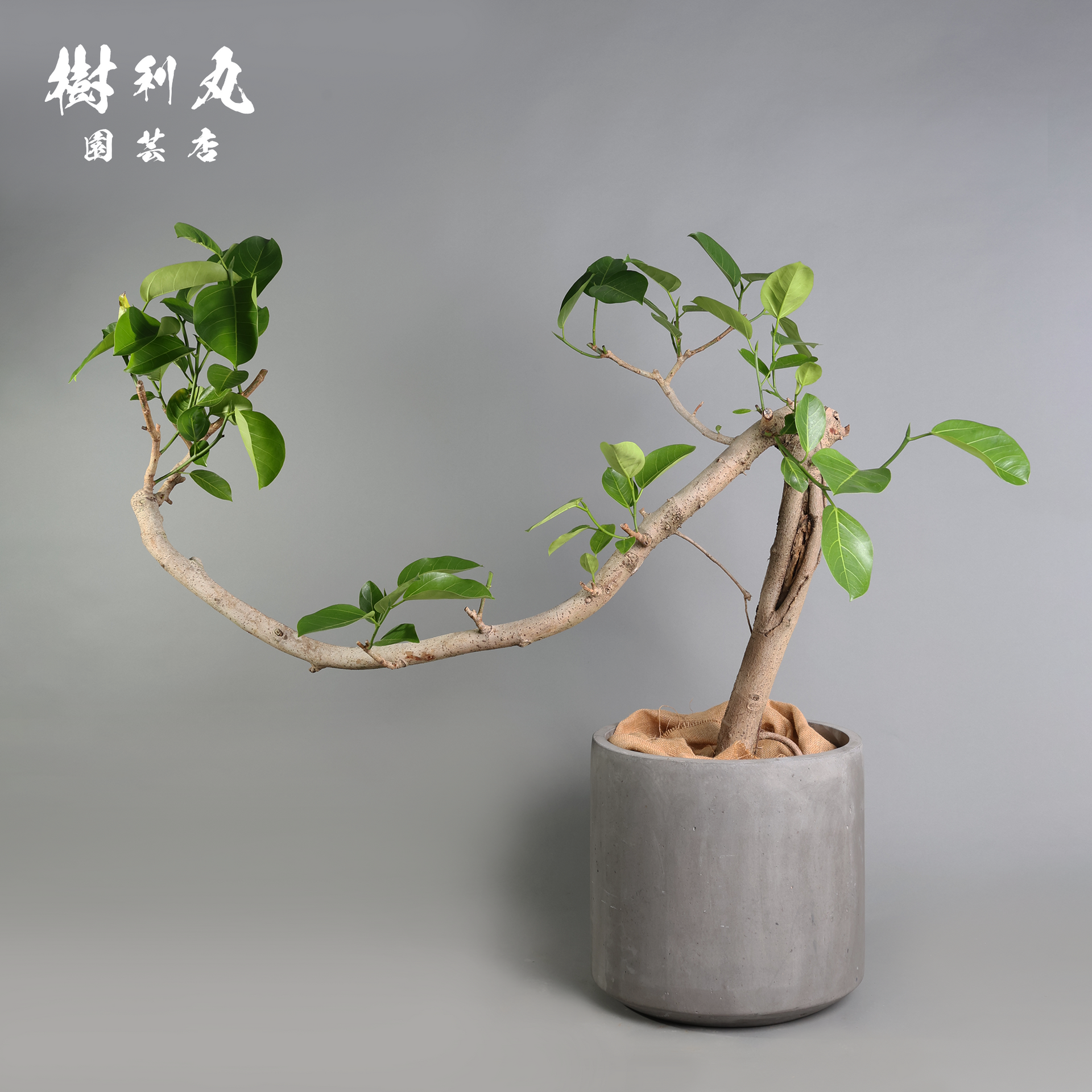 6B1A0632.png?v=1750644309&