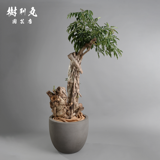 悠久の時を重ねた、圧巻- シェフレラ