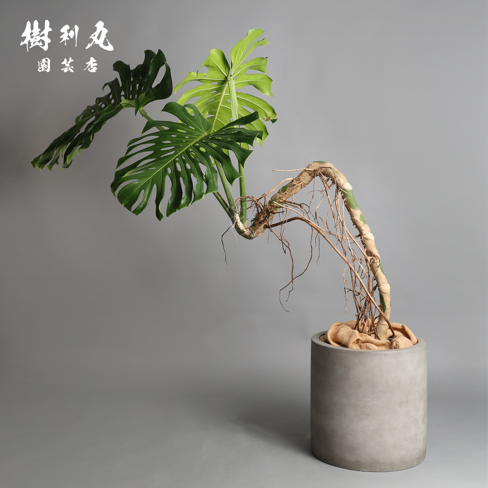 秘境で育まれ、天空を目指す - モンステラ – 樹利丸 園芸店