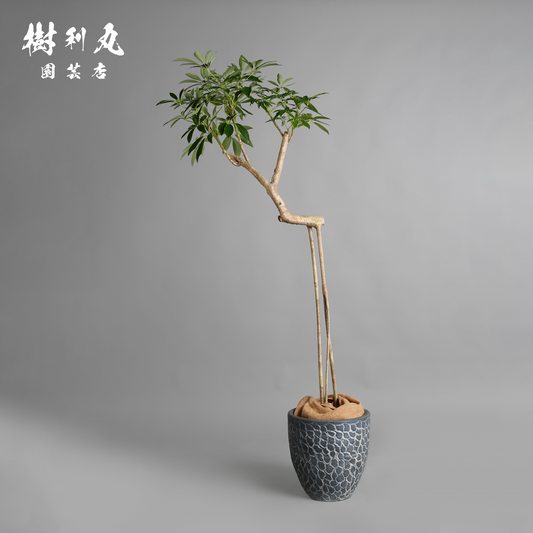 三本の軸、揺るがぬ成長 - シェフレラ