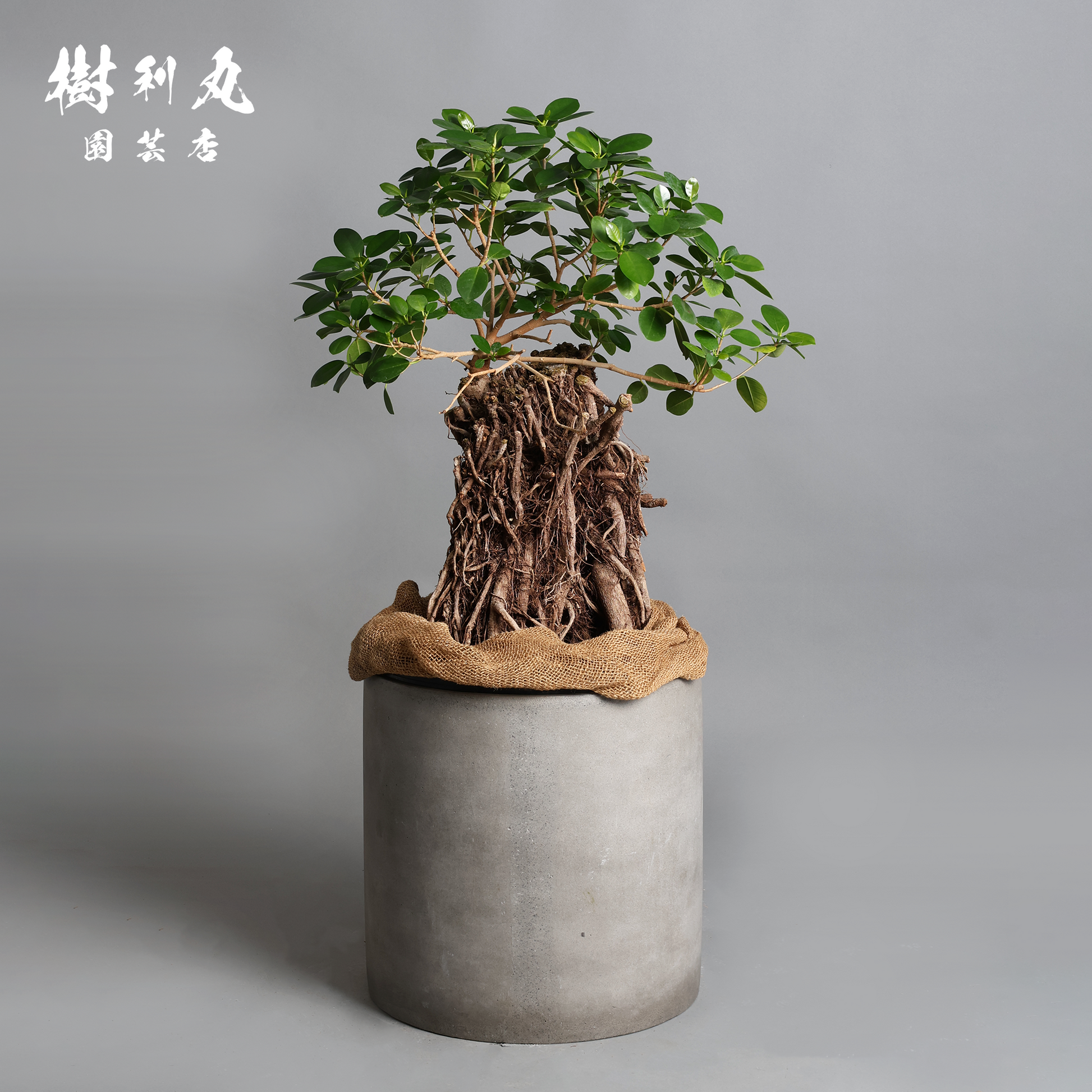 孤高の根上り- ガジュマル – 樹利丸 園芸店 孤高の根上り- ガジュマル – 樹利丸 園芸店