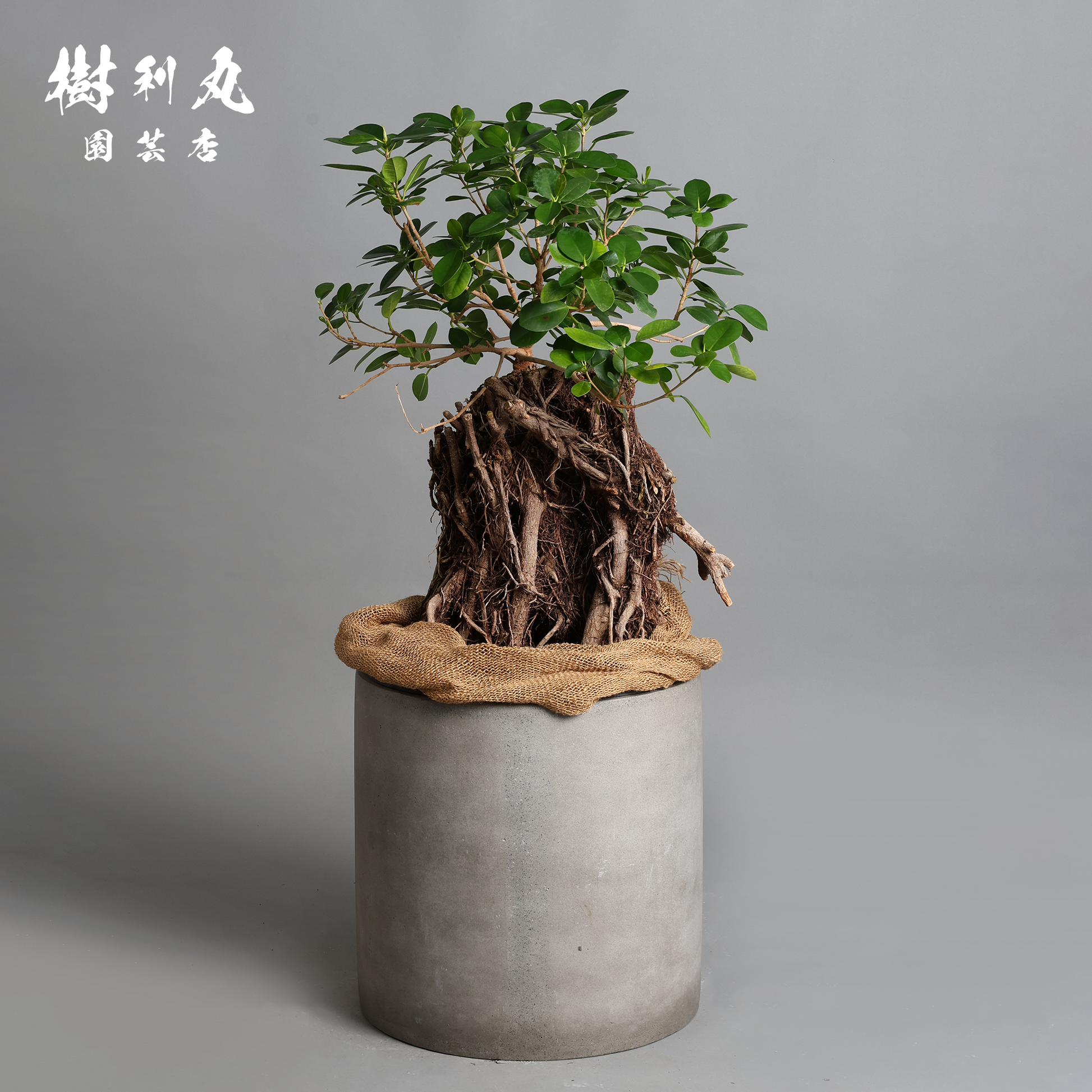 孤高の根上り- ガジュマル|ガジュマル| 樹利丸 園芸店 孤高の根上り- ガジュマル|ガジュマル| 樹利丸 園芸店