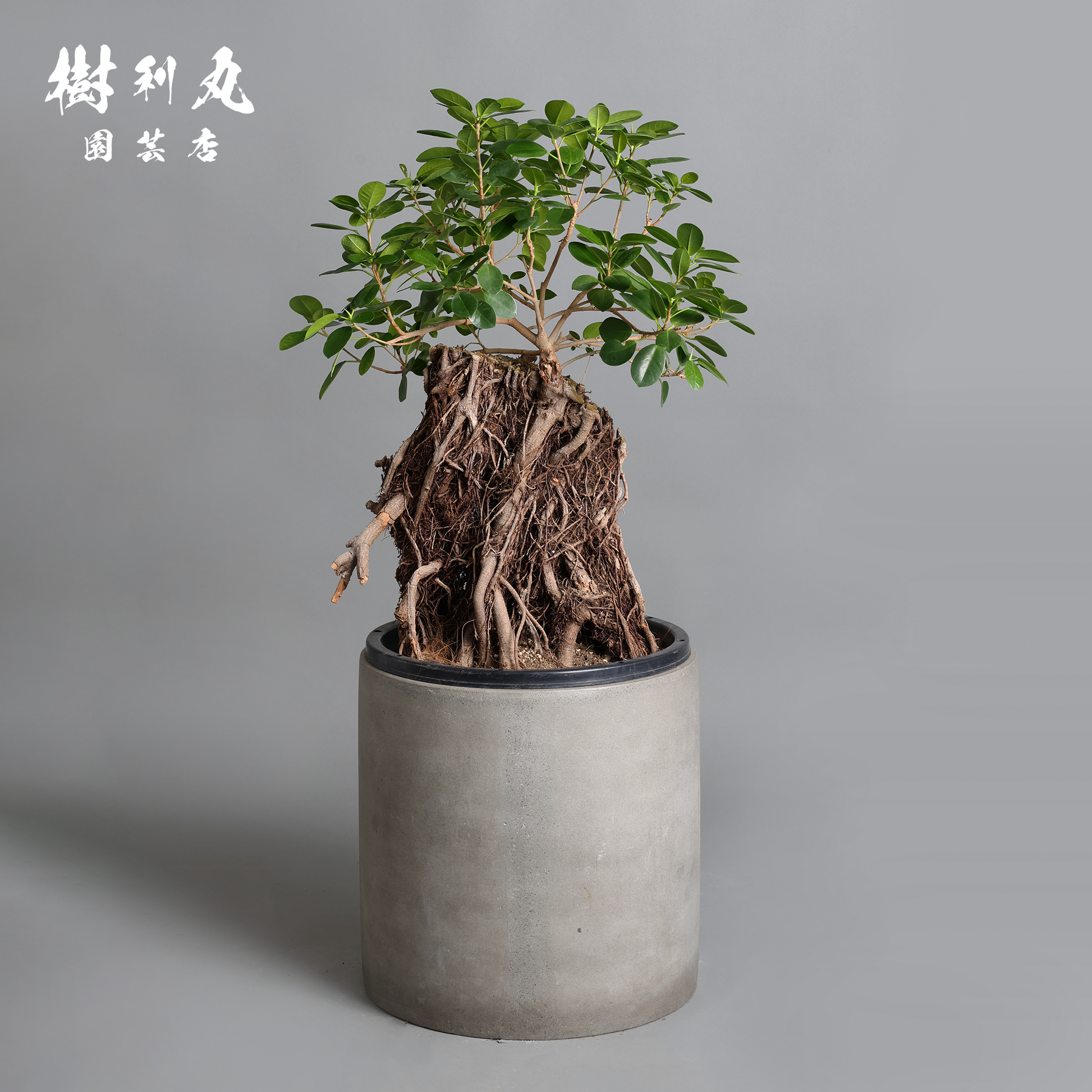 孤高の根上り- ガジュマル|ガジュマル| 樹利丸 園芸店 孤高の根上り- ガジュマル|ガジュマル| 樹利丸 園芸店