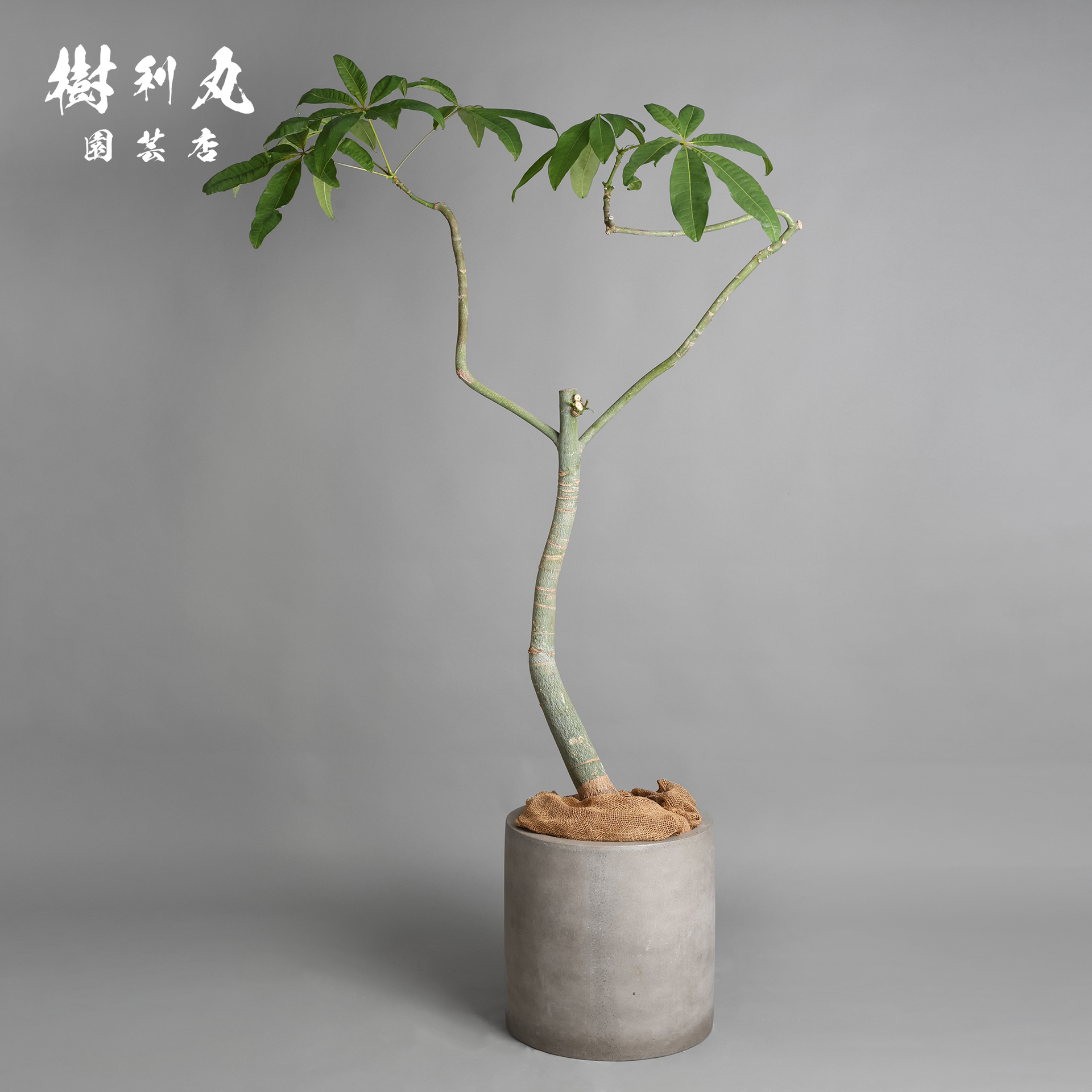 パキラの実　33個 パキラの実 33個 パキラの実 33個 観葉植物:パキラ | 商品一覧