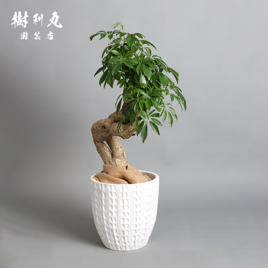 うねりに宿る、変革の力- シェフレラ