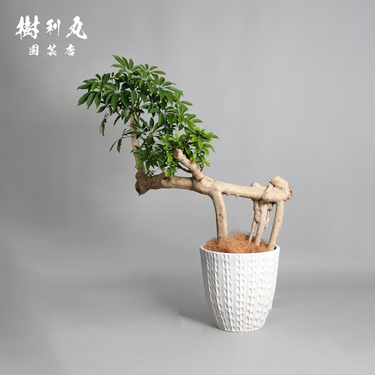 不完全の中に、完成を見る - シェフレラ