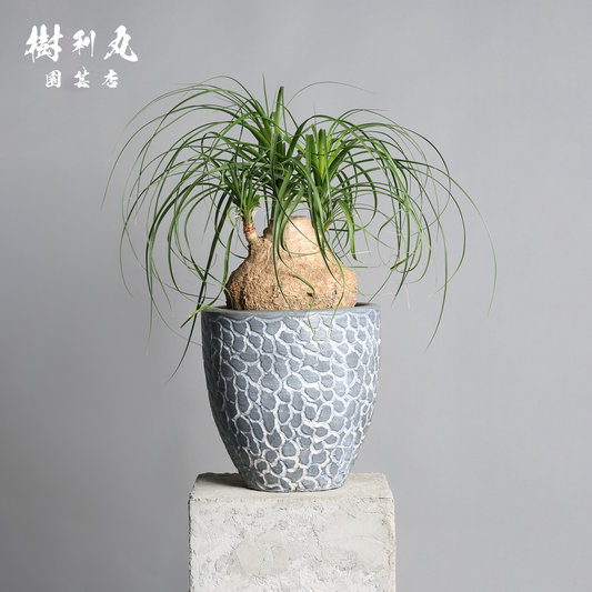 芯を太く、葉を柔らかく - トックリラン