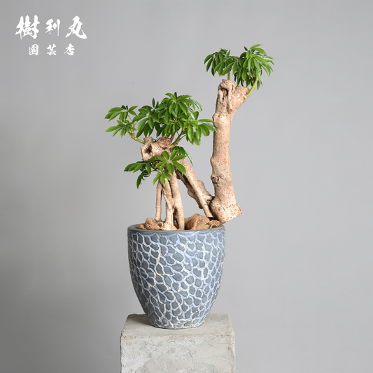 時間が彫り出す、かたち - シェフレラ