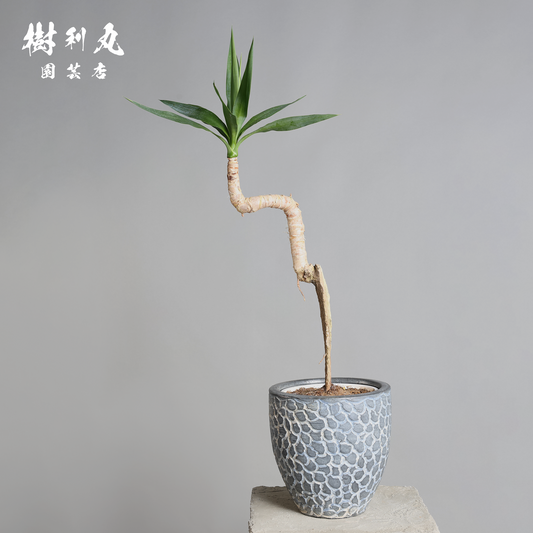 荒野に立ちて、凛と - ユッカ