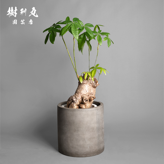 太く生き、静かに燃える - パキラ