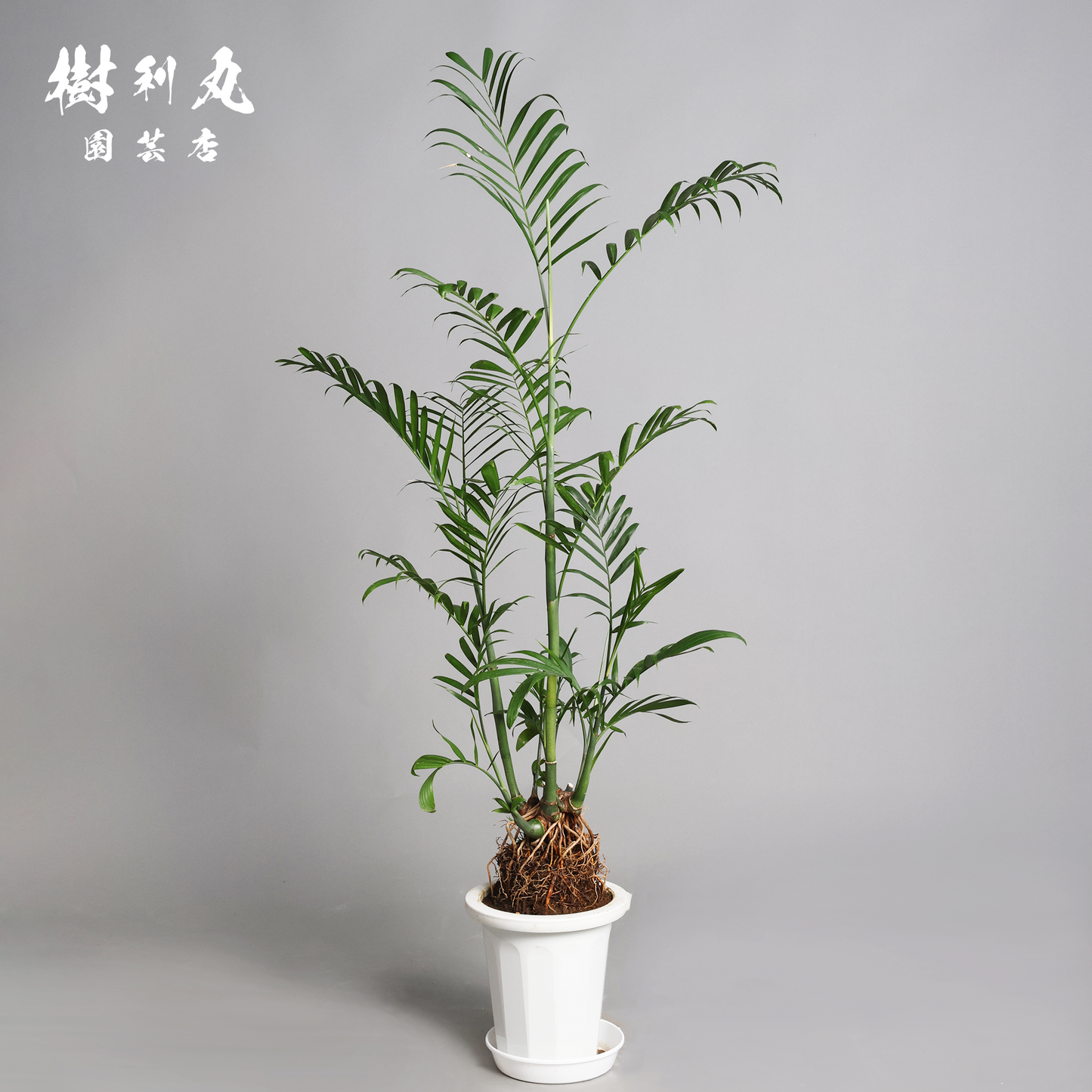 根を張る者は、騒がない - セフリジー