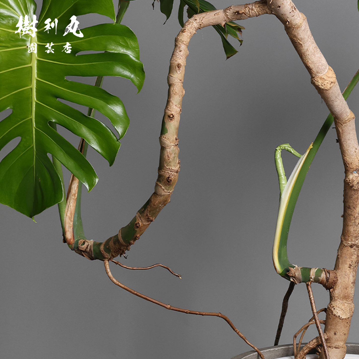 風に抗わず、根を張る - モンステラ