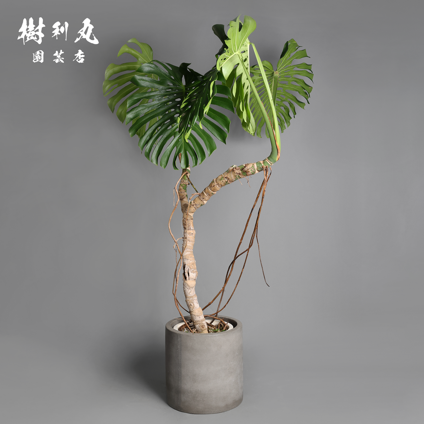 混沌を刻み、美しさに変える - モンステラ